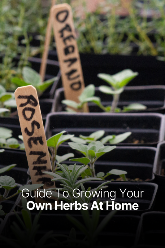 Guide to growing your own herbs at home | DIY Herb Garden Kit by Kitsters