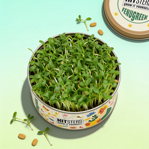 Grow in a Can - Fenugreek