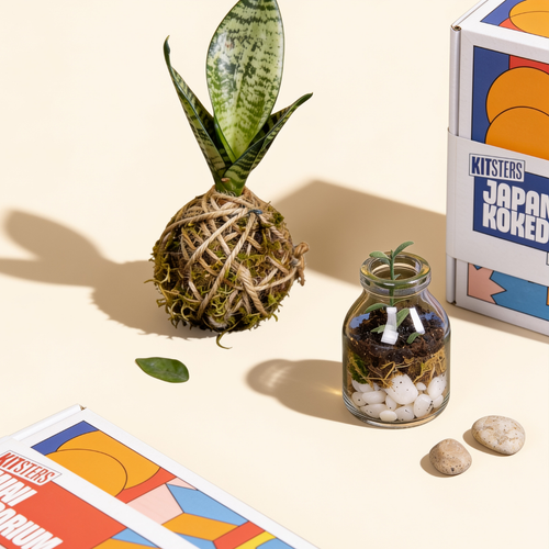 COMBO : DIY Mini Terrarium Kit & DIY Japanese Kokedama Kit