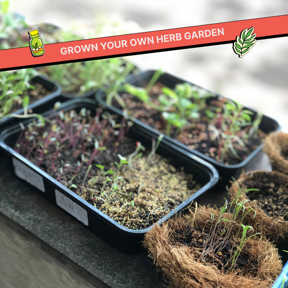 DIY Microgreens Kit