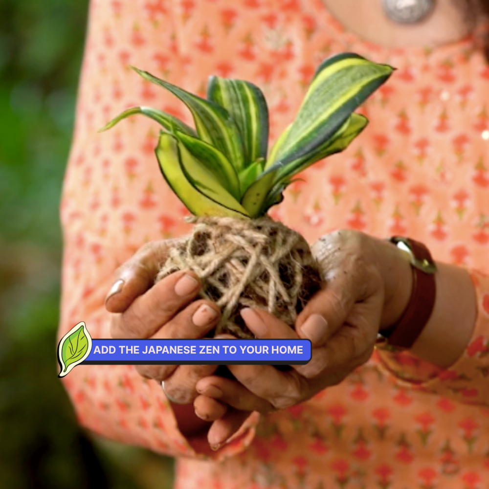 DIY Japanese Kokedama Kit