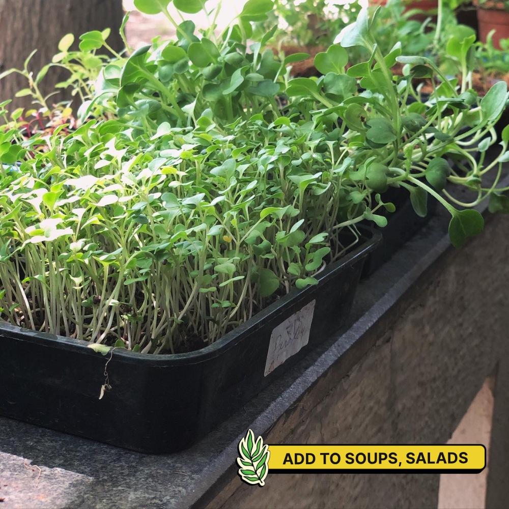 DIY Microgreens Kit