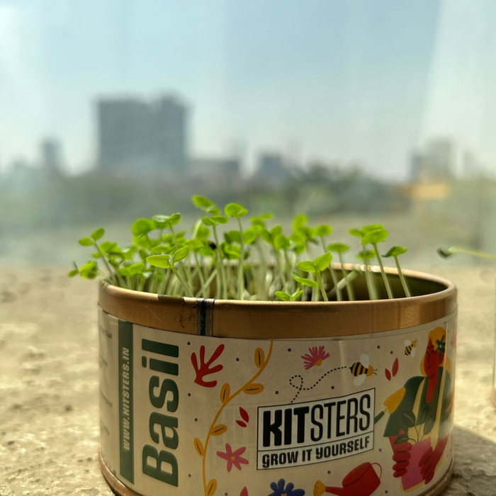 Grow in a Can - Pack of 4 (Basil, Cilantro, Fenugreek, Oregano) — made by a Kitsters maker