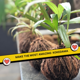 COMBO : DIY Mini Terrarium Kit & DIY Japanese Kokedama Kit
