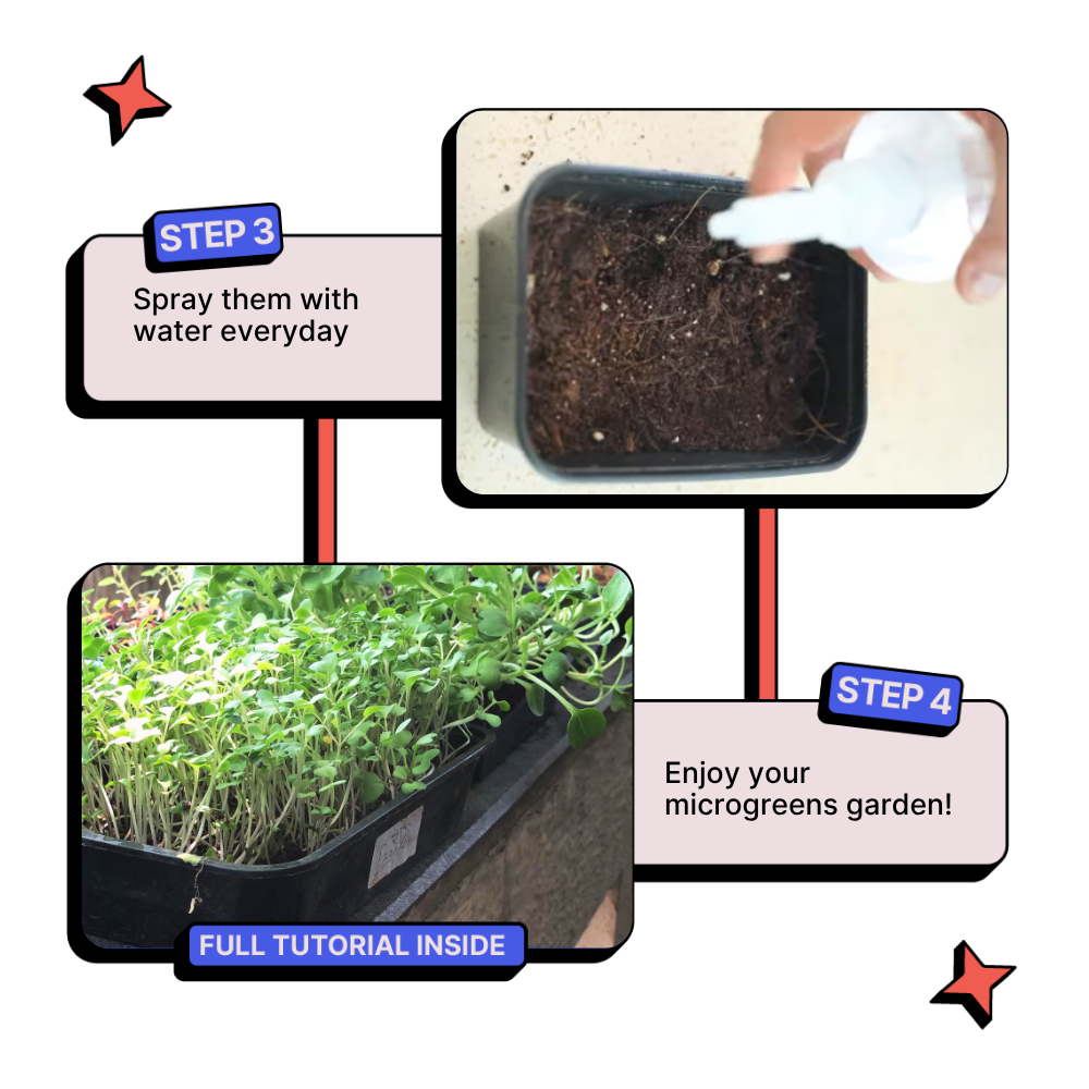 DIY Microgreens Kit