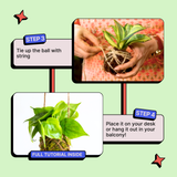 DIY Japanese Kokedama Kit