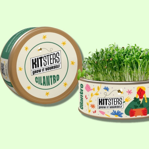 Grow in a Can - Cilantro