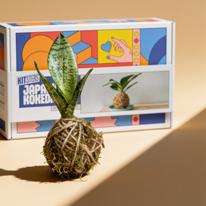 DIY Japanese Kokedama Kit