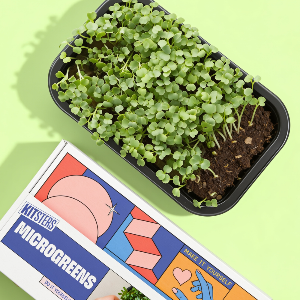 DIY Microgreens Kit