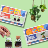 COMBO : DIY Mini Terrarium Kit & DIY Japanese Kokedama Kit