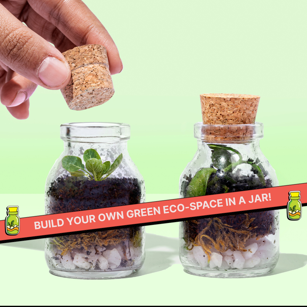 DIY Mini Terrarium Kit