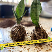 DIY Japanese Kokedama Kit