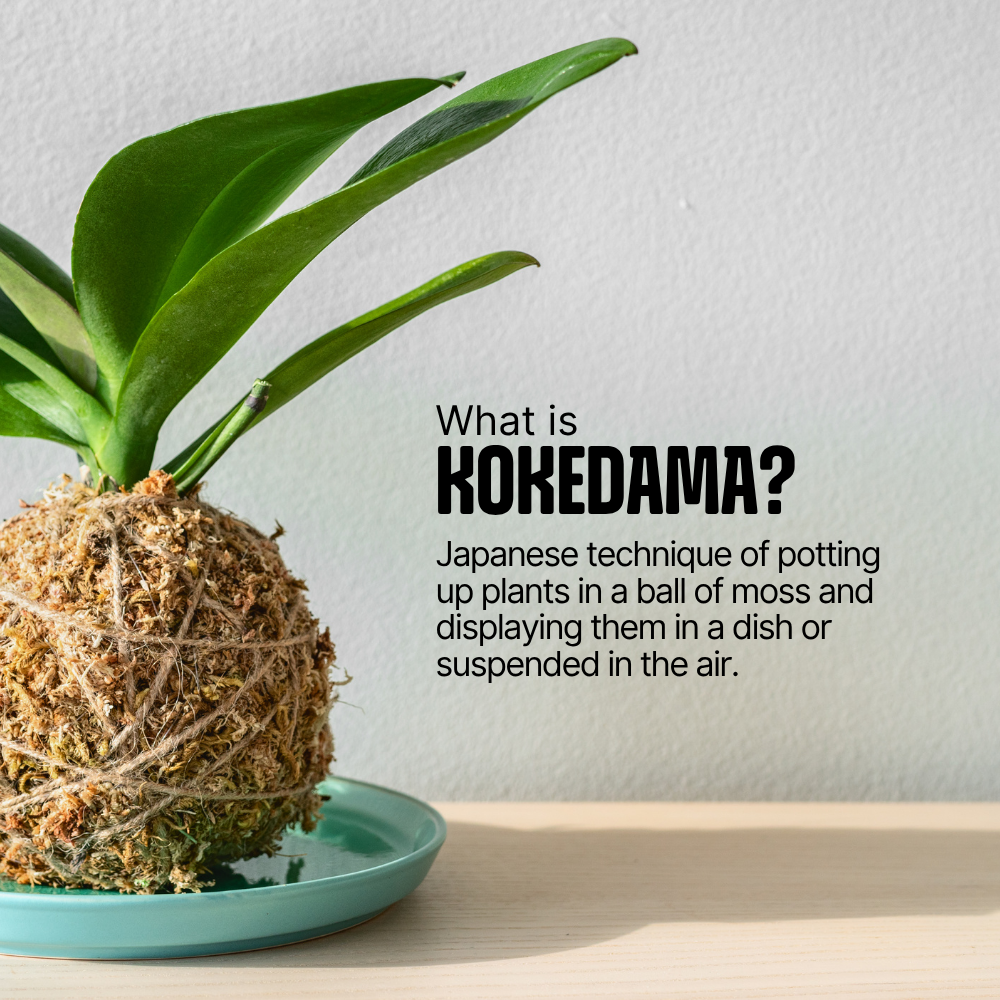 DIY Japanese Kokedama Kit