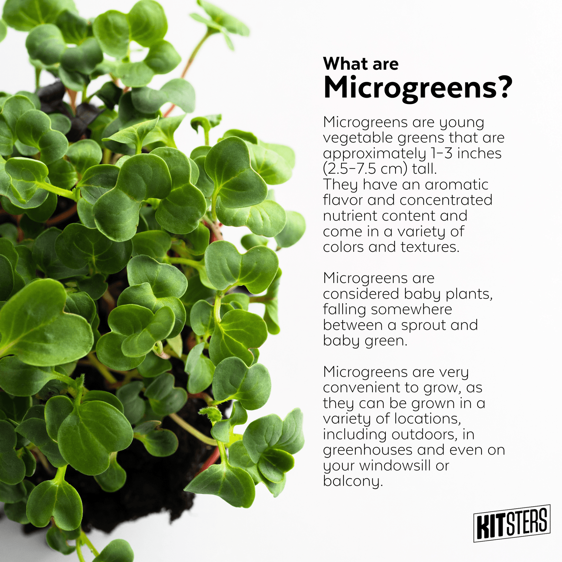 DIY Microgreens Kit