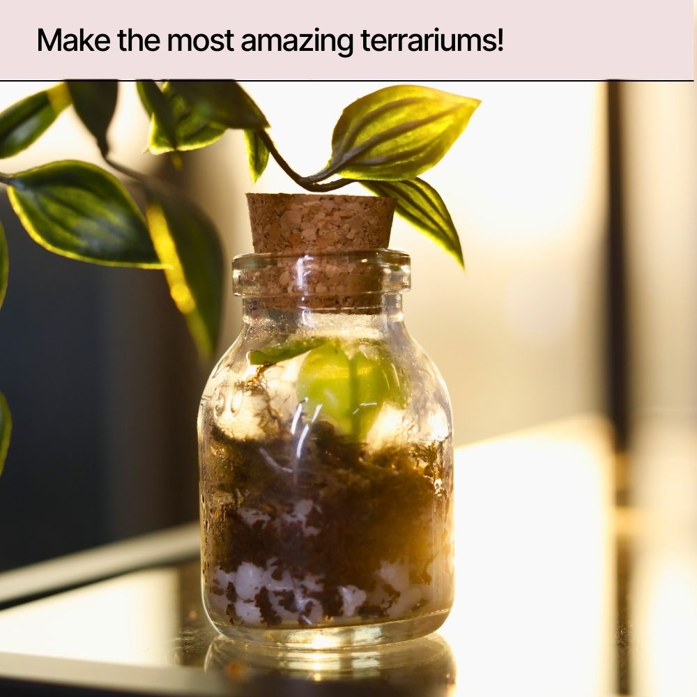 DIY Mini Terrarium Kit