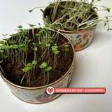 Grow in a Can - Fenugreek