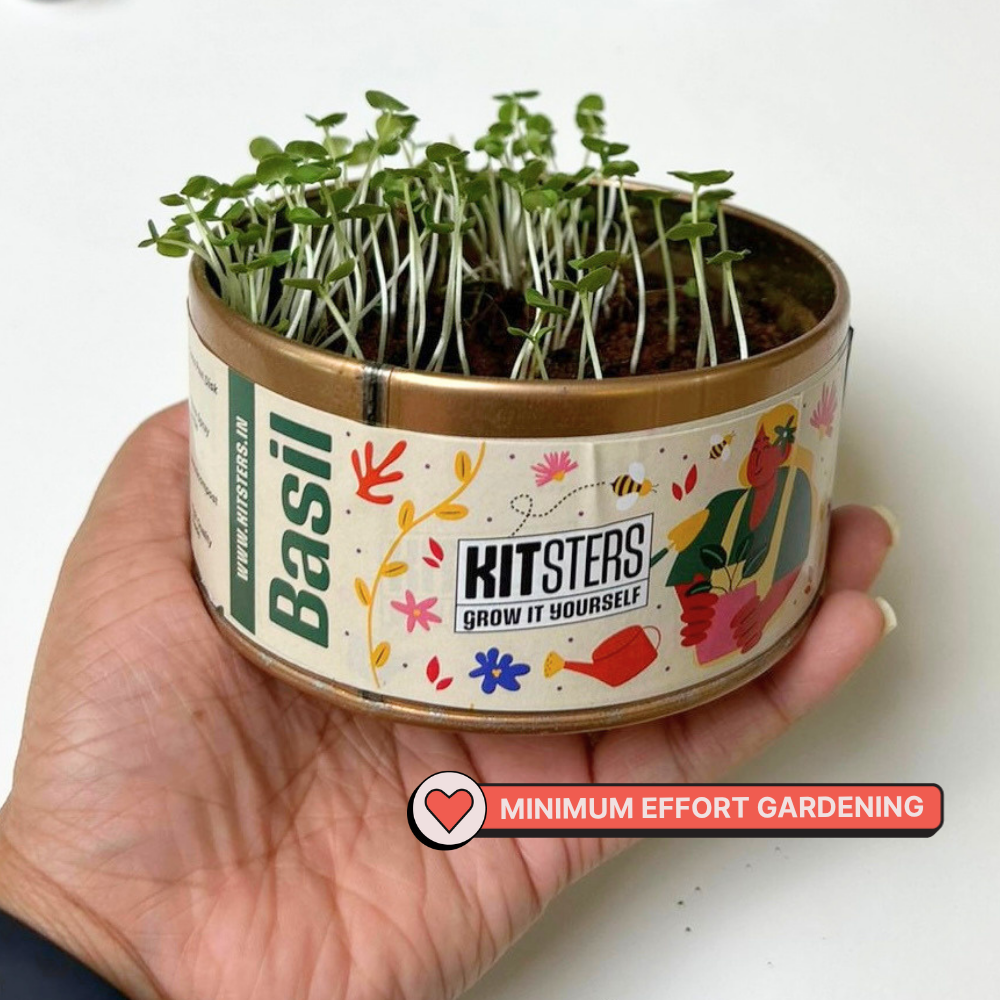 Grow in a Can - Pack of 4 (Basil, Cilantro, Fenugreek, Oregano)