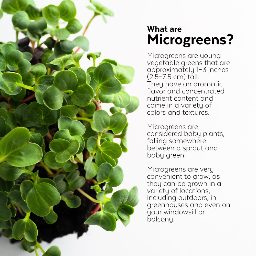 DIY Microgreens Kit