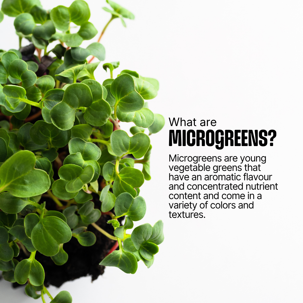 DIY Microgreens Kit
