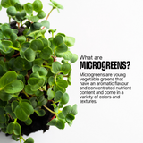 DIY Microgreens Kit