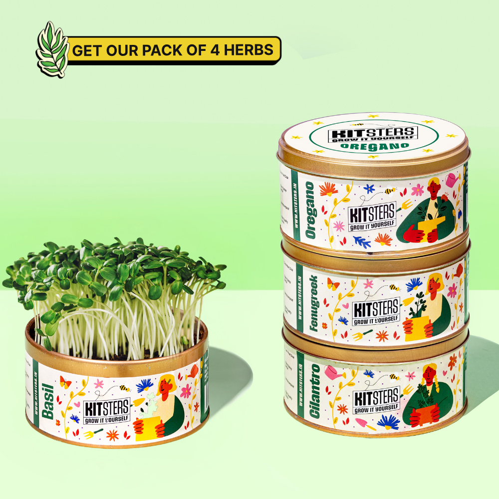 Grow in a Can - Fenugreek