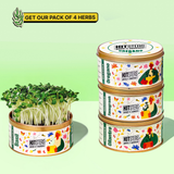 Grow in a Can - Fenugreek