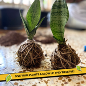 COMBO : DIY Mini Terrarium Kit & DIY Japanese Kokedama Kit