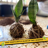 COMBO : DIY Mini Terrarium Kit & DIY Japanese Kokedama Kit