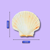 Shell with measurements on a purple background