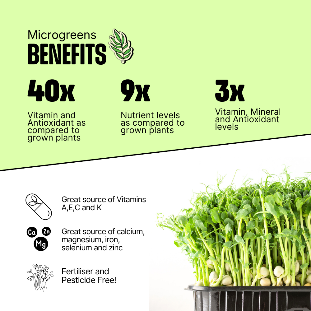 DIY Microgreens Kit