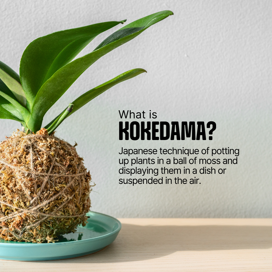 COMBO : DIY Mini Terrarium Kit & DIY Japanese Kokedama Kit