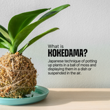 COMBO : DIY Mini Terrarium Kit & DIY Japanese Kokedama Kit