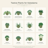 DIY Japanese Kokedama Kit