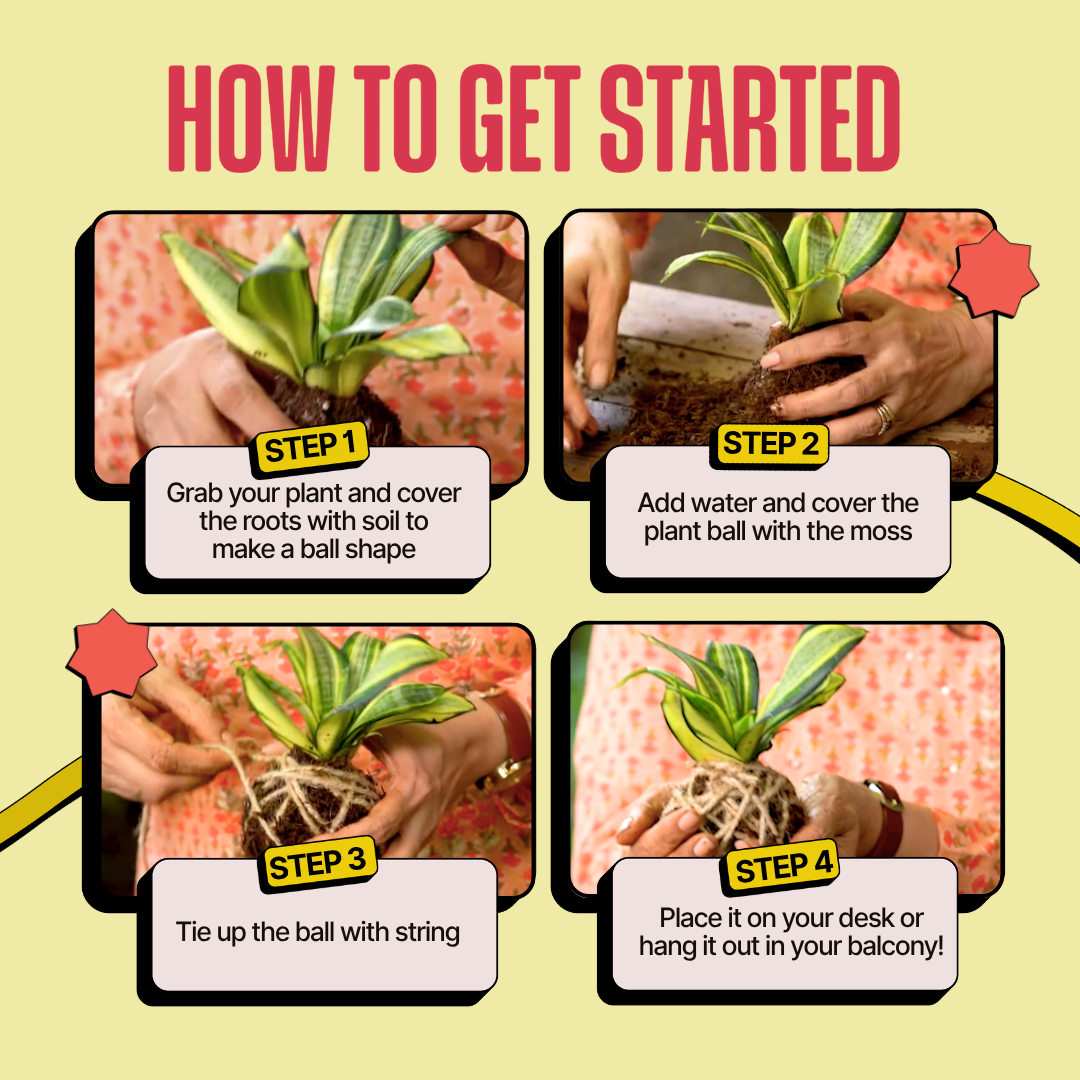 COMBO : DIY Mini Terrarium Kit & DIY Japanese Kokedama Kit