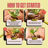 COMBO : DIY Mini Terrarium Kit & DIY Japanese Kokedama Kit