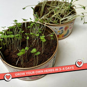 Grow in a Can - Cilantro