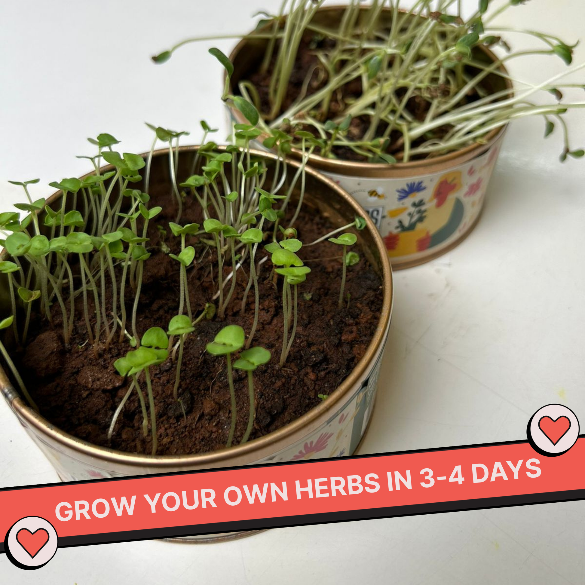 Grow in a Can - Pack of 4 (Basil, Cilantro, Fenugreek, Oregano)