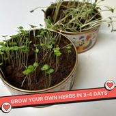 Grow in a Can - Cilantro