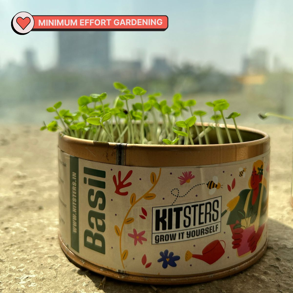 Grow in a Can - Basil