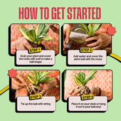 COMBO : DIY Mini Terrarium Kit & DIY Japanese Kokedama Kit