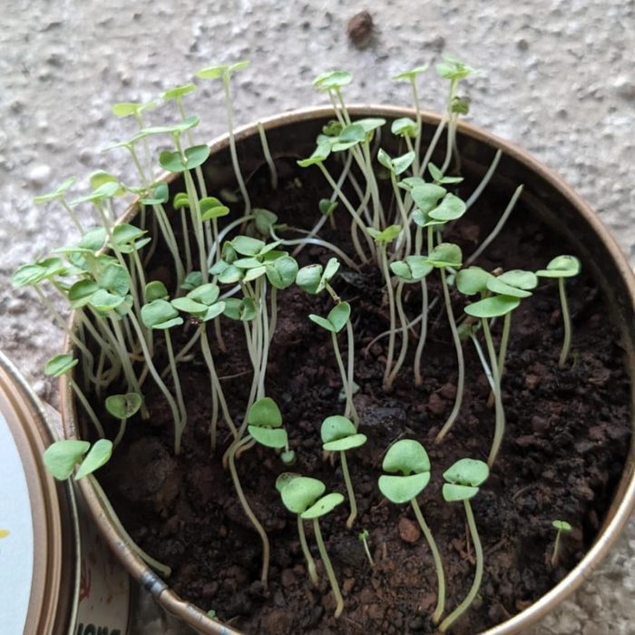 Grow in a Can - Fenugreek — made by a Kitsters maker