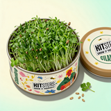 Grow in a Can - Cilantro