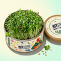 Grow in a Can - Cilantro