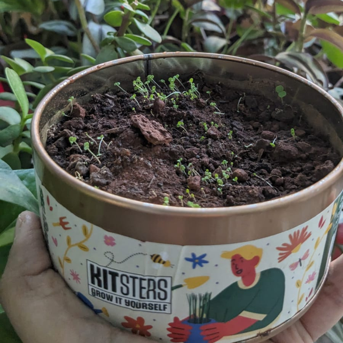 Grow in a Can - Fenugreek — made by a Kitsters maker