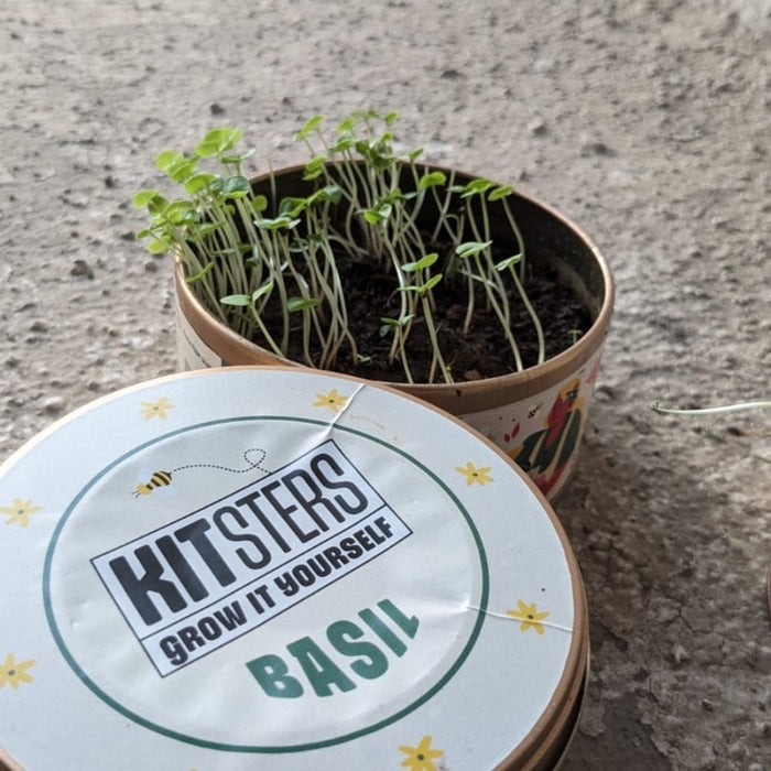 Grow in a Can - Basil — made by a Kitsters maker