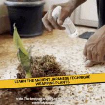 DIY Japanese Kokedama Kit