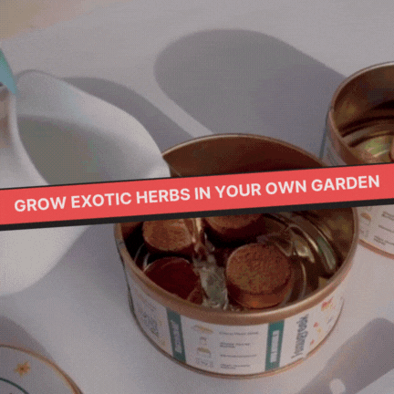 Grow in a Can - Pack of 4 (Basil, Cilantro, Fenugreek, Oregano)