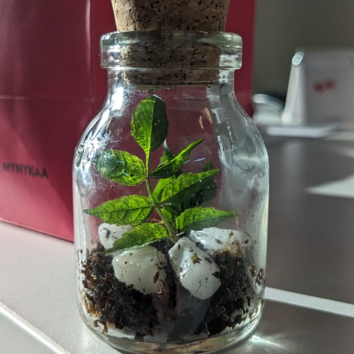 DIY Mini Terrarium Kit — made by a Kitsters maker