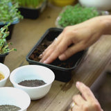 DIY Microgreens Kit