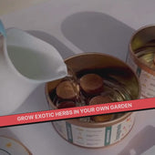 Grow in a Can - Pack of 4 (Basil, Cilantro, Fenugreek, Oregano)